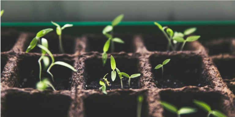 Little by Little a Little Becomes a Lot: How Tiny Steps Lead to Massive Success